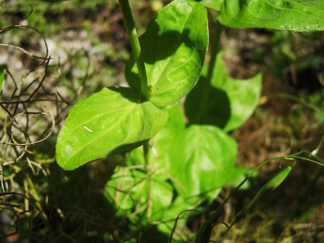 Hypericum perfoliatum